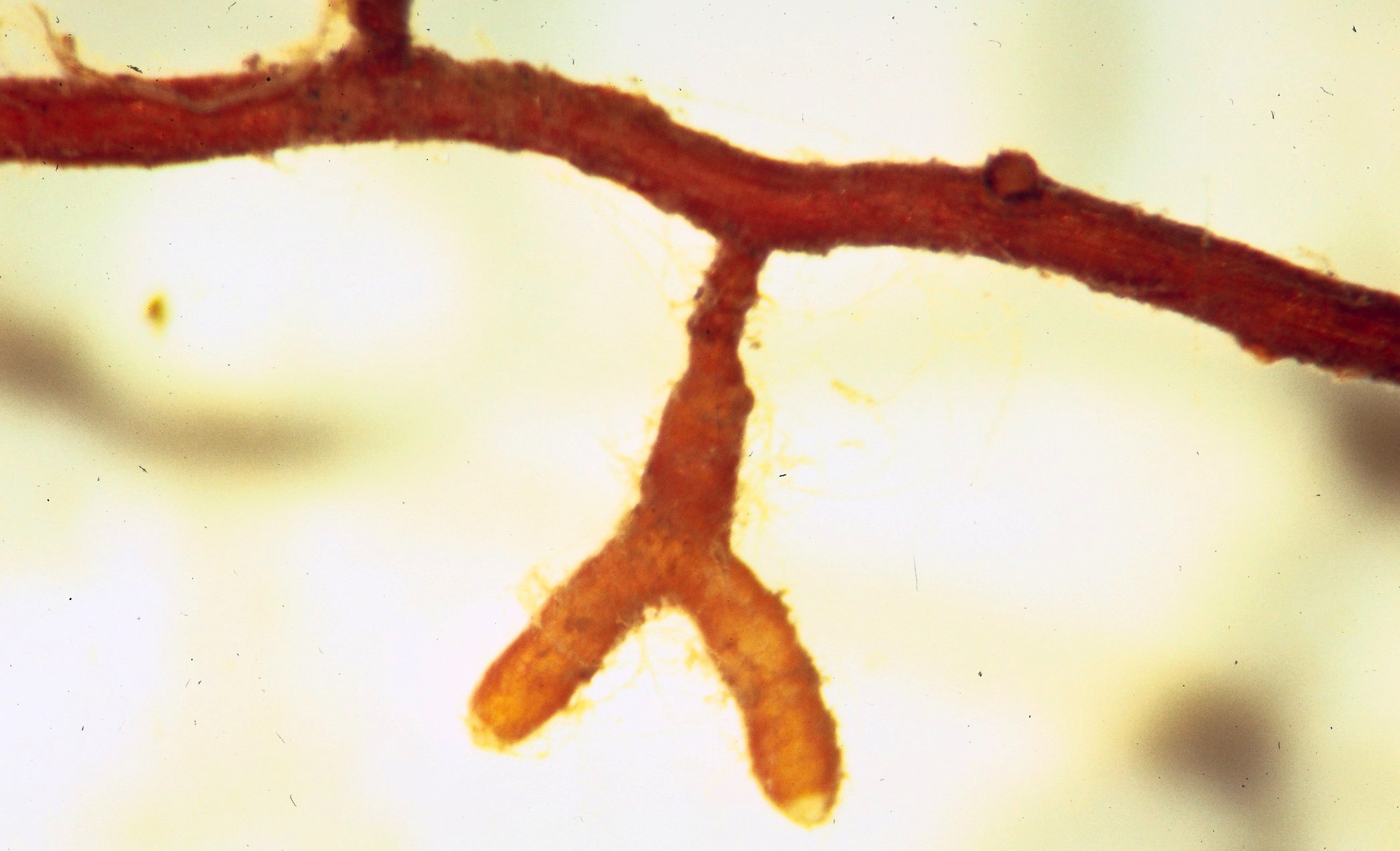 Photo of mycorrhizae fungus on a root